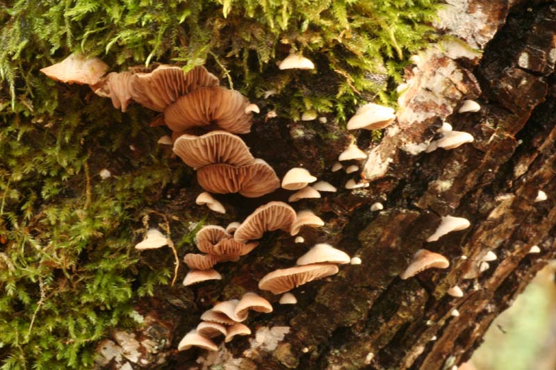 Crepidotus epibryus